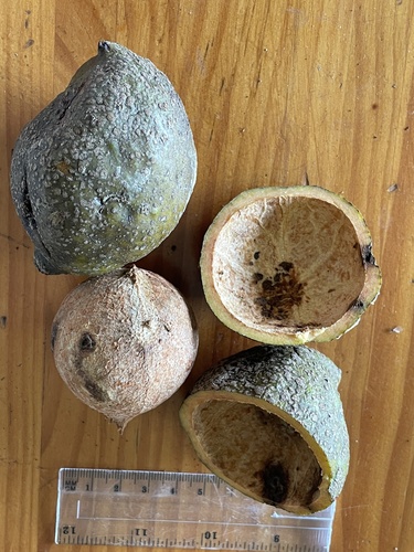 Beilschmiedia bancroftii