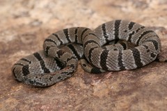 Lampropeltis alterna