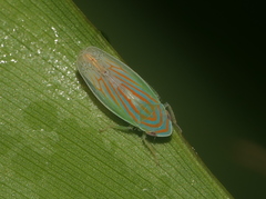 Linnavuoriella arcuata