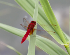 Crocothemis erythraea