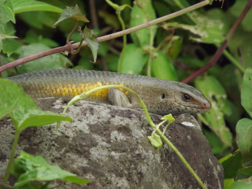 Eutropis multifasciata