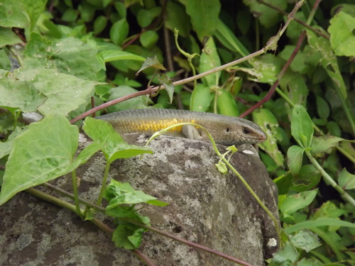 Eutropis multifasciata