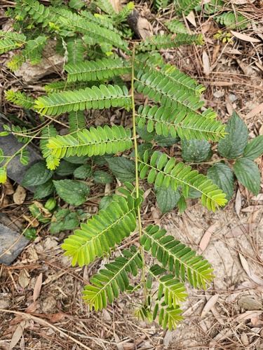 Foto de Amla