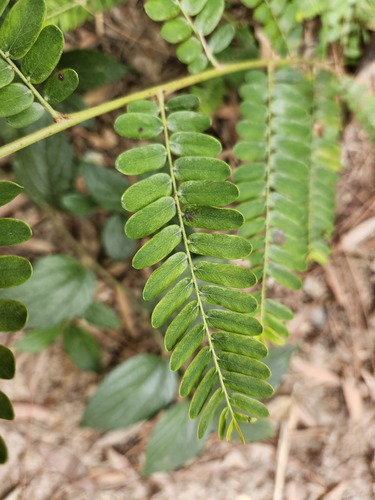 Foto de Amla