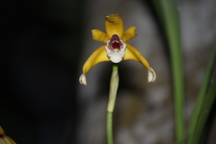 Maxillaria picta