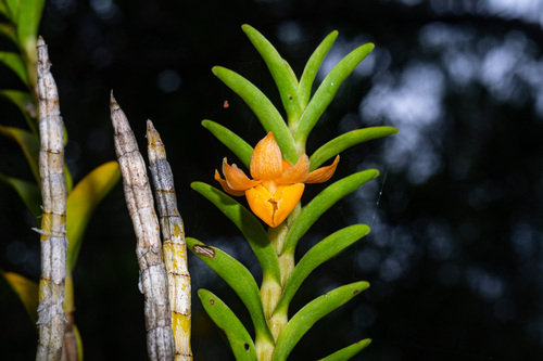 Dendrobium austrocaledonicum Schltr. 3