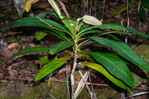Cleidion vieillardii observed 2024-12-31