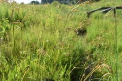 Scirpus pendulus