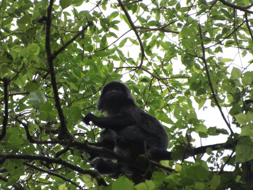 Trachypithecus auratus
