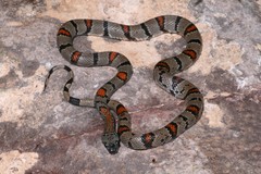Lampropeltis alterna