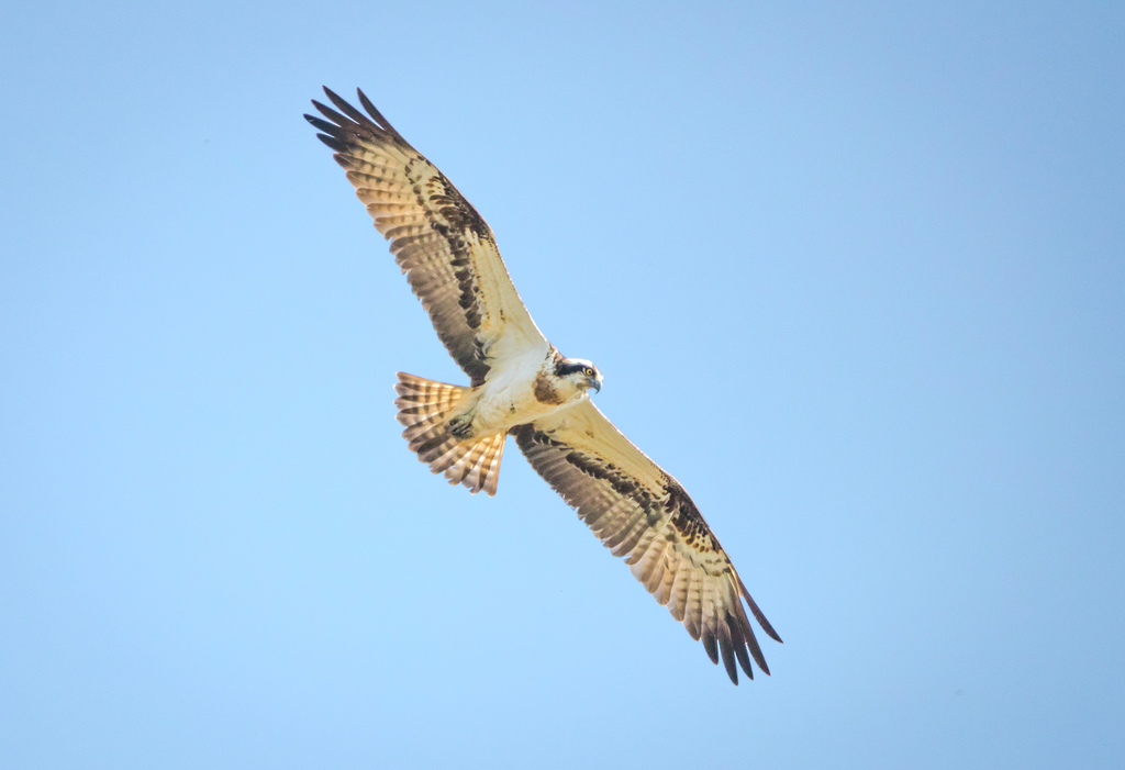 Osprey from Brandon Marsh Nature Centre, Brandon Lane, Coventry CV3 3GW, UK on 19 April, 2018 at