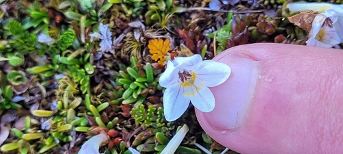 Euphrasia integrifolia observed 2025-01-11