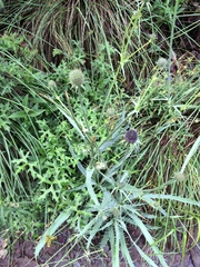 Eryngium longifolium