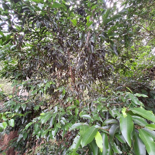 Image of Geijera salicifolia by (c) Greg Tasney, some rights reserved (CC BY-SA)