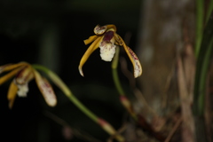 Maxillaria picta