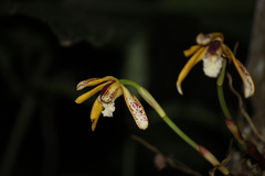 Maxillaria picta