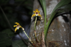 Maxillaria picta