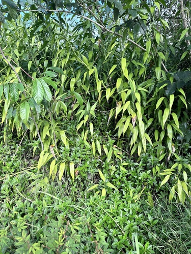 Dracaena sanderiana