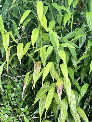 Dracaena sanderiana