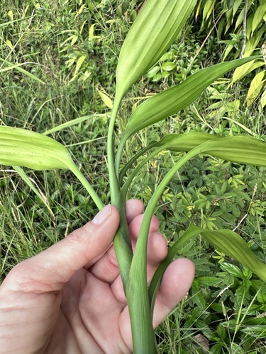 Dracaena sanderiana