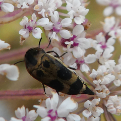Mediimorda bipunctata