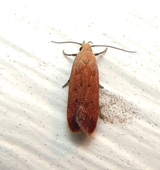 Anacampsis fullonella