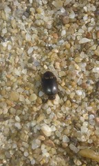 Thermonectus