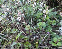 Plectranthus strigosus, photograph (c) Henry de Lange, some rights reserved (CC BY)