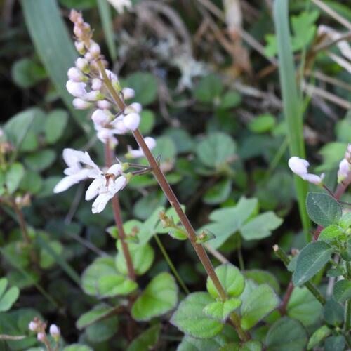 Plectranthus strigosus, photograph 5