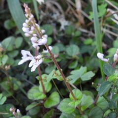 (c) Henry de Lange, some rights reserved (CC BY) Plectranthus strigosus, photograph (c) Henry de Lange, some rights reserved (CC BY)