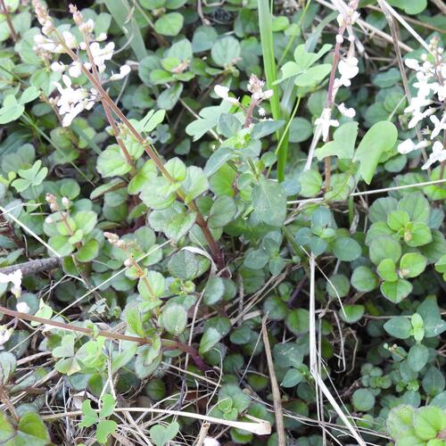 Plectranthus strigosus, photograph 3