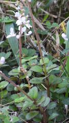 (c) Henry de Lange, some rights reserved (CC BY) Plectranthus strigosus, photograph (c) Henry de Lange, some rights reserved (CC BY)