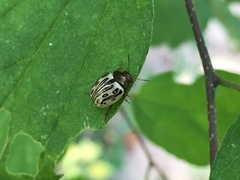 Zygogramma heterothecae