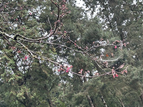 Foto de Cerejeira-do-japão