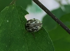 Zygogramma heterothecae