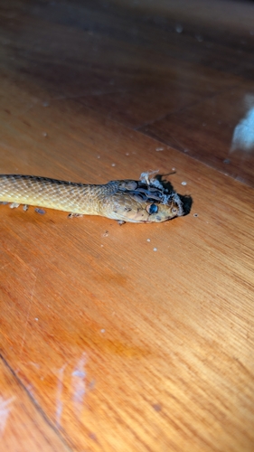 Brown Tree Snake sighting