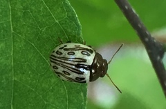 Zygogramma heterothecae