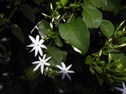 Jasminum elongatum observed 2024-12-20