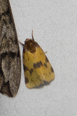 Azenia obtusa