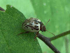 Zygogramma heterothecae