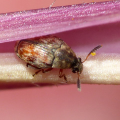 Acanthoscelides