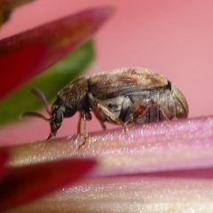 Acanthoscelides