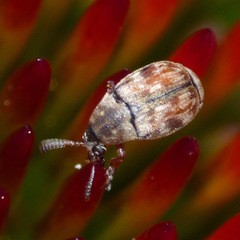 Acanthoscelides