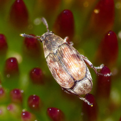 Acanthoscelides
