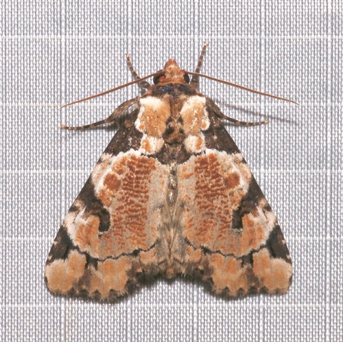 Whaleback moth photo 2