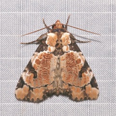 Stibaera thyatiroides