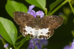 Tagiades menaka
