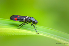 Callitettix versicolor