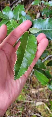 Foto de Azereiro