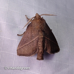 Quasithosea obliquistriga